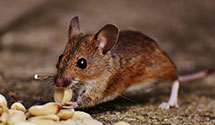 24 Hour & Emergency Exterminators in Landrum, SC